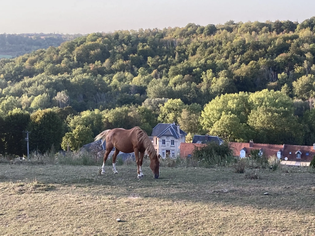 Cheval au pré devant le village de Cutry et la forêt de Retz